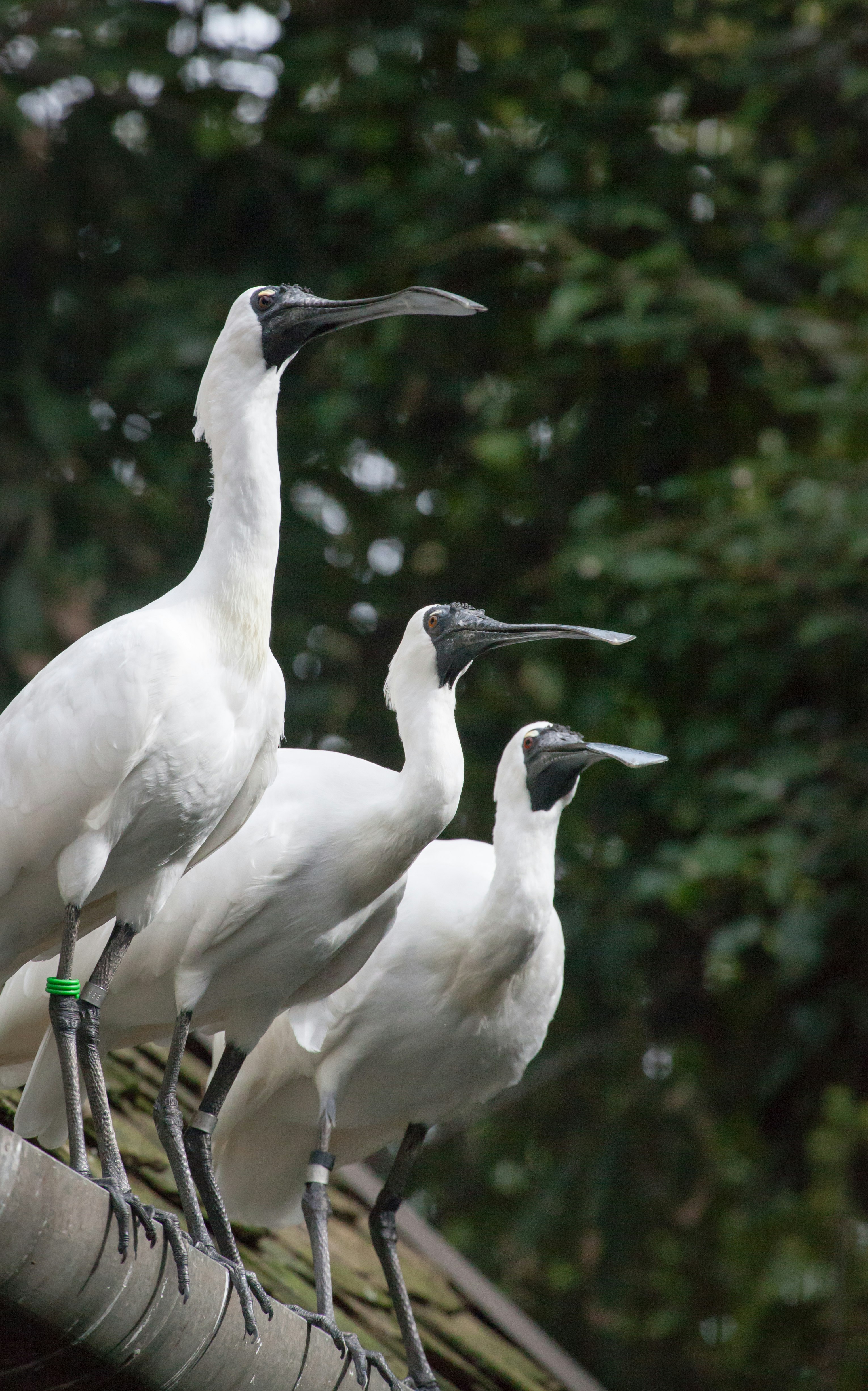 three white birds